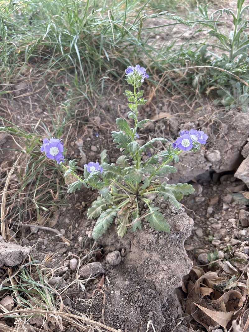 Phacelia patuliflora var. teucriifolia