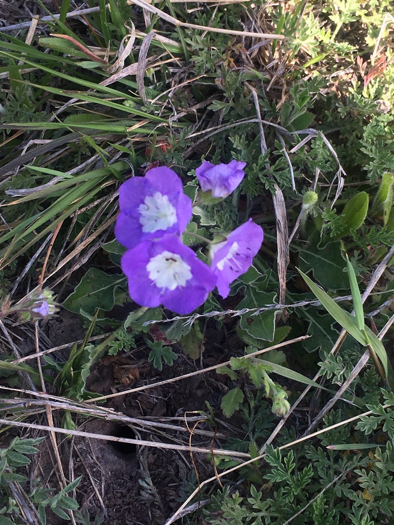 Phacelia patuliflora var. teucriifolia photo 2