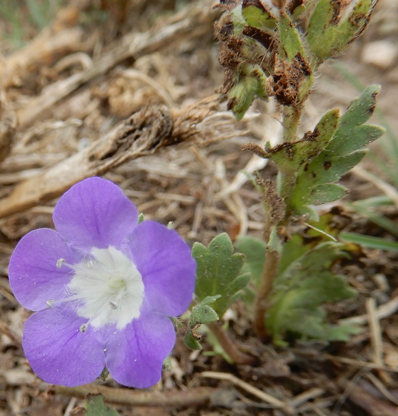 Phacelia patuliflora var. teucriifolia photo 3