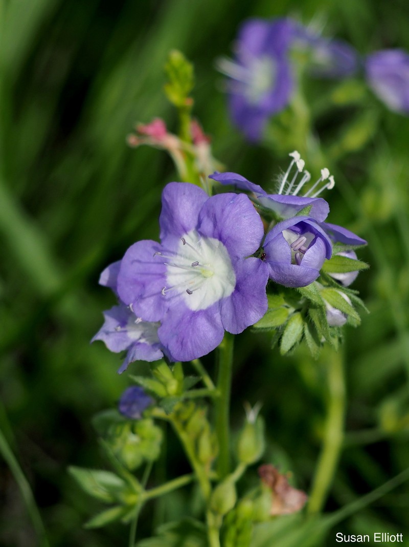Phacelia patuliflora var. teucriifolia photo 4