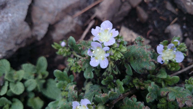 Phacelia patuliflora var. teucriifolia photo 5