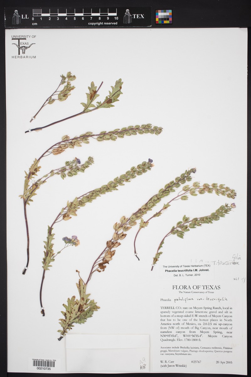 Phacelia patuliflora var. teucriifolia photo 6