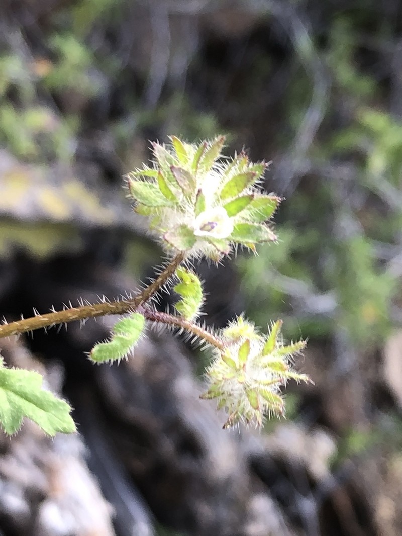 Phacelia pauciflora
