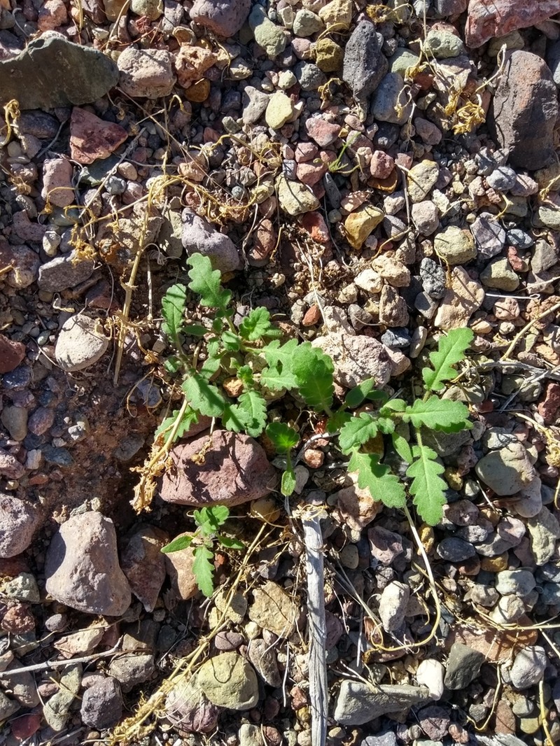 Phacelia pauciflora photo 2