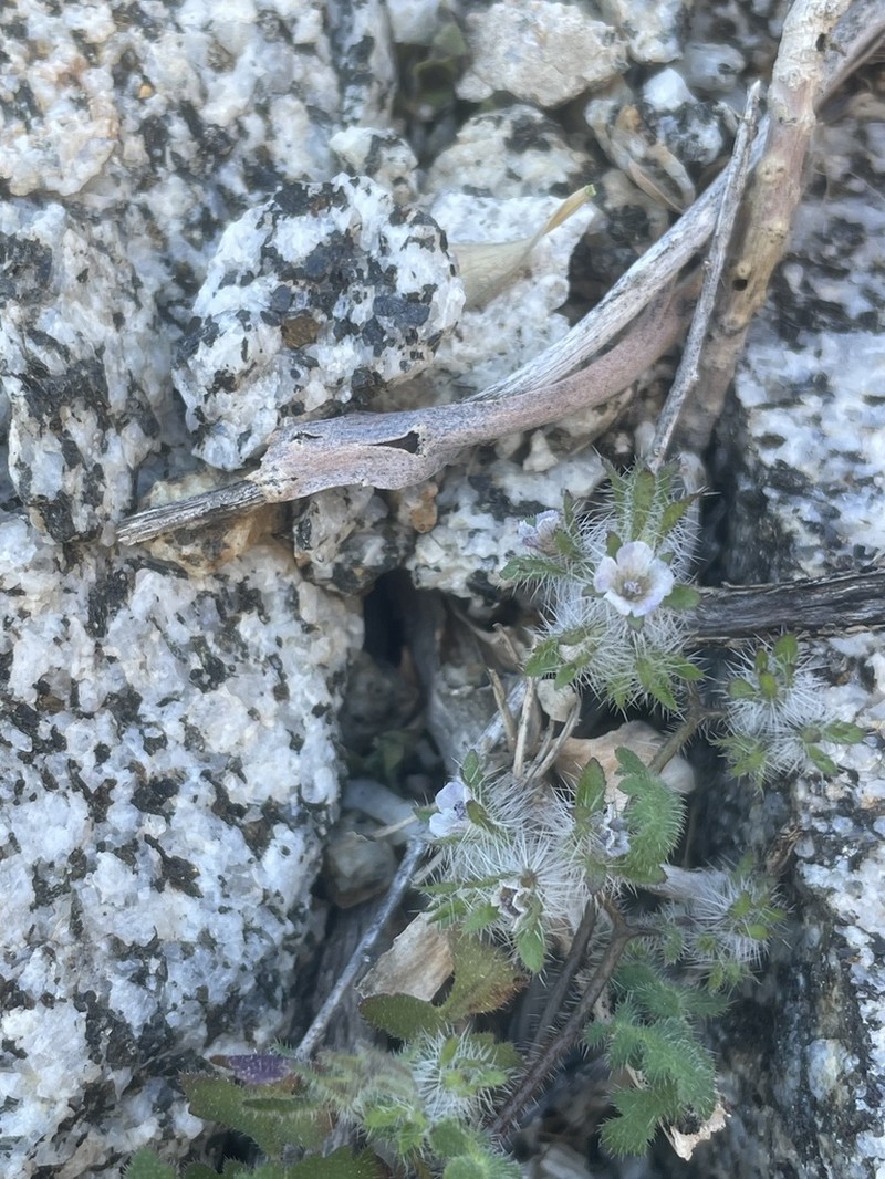 Phacelia pauciflora photo 3