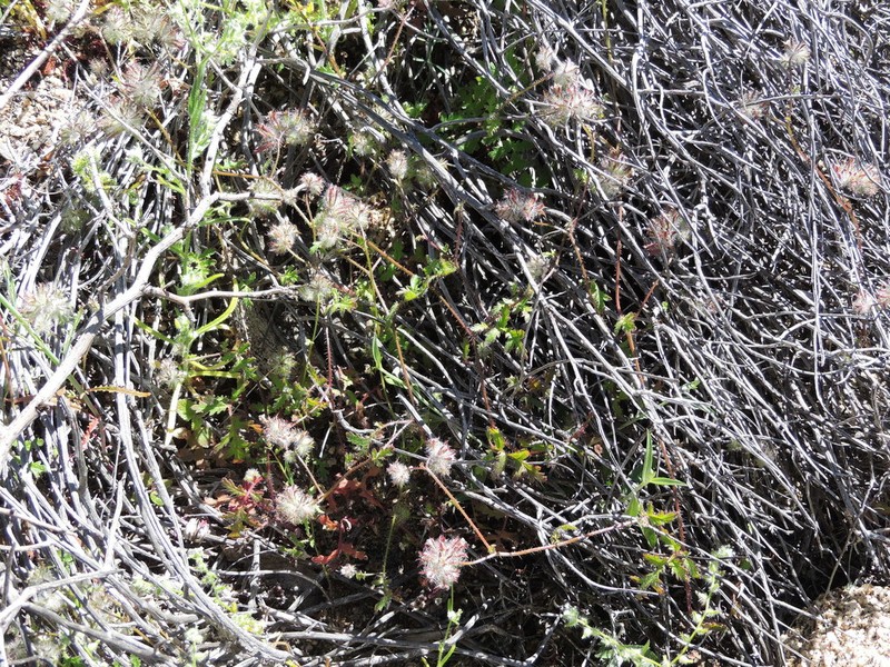 Phacelia pauciflora photo 4