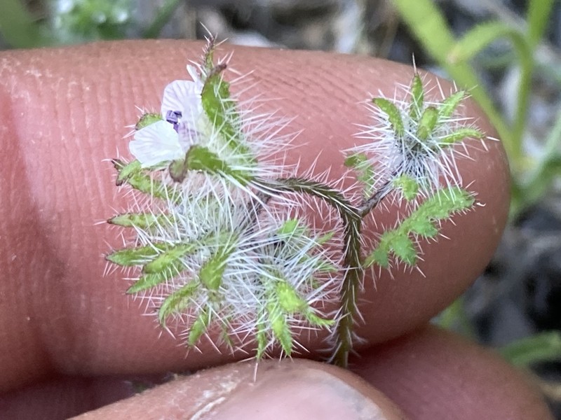 Phacelia pauciflora photo 5