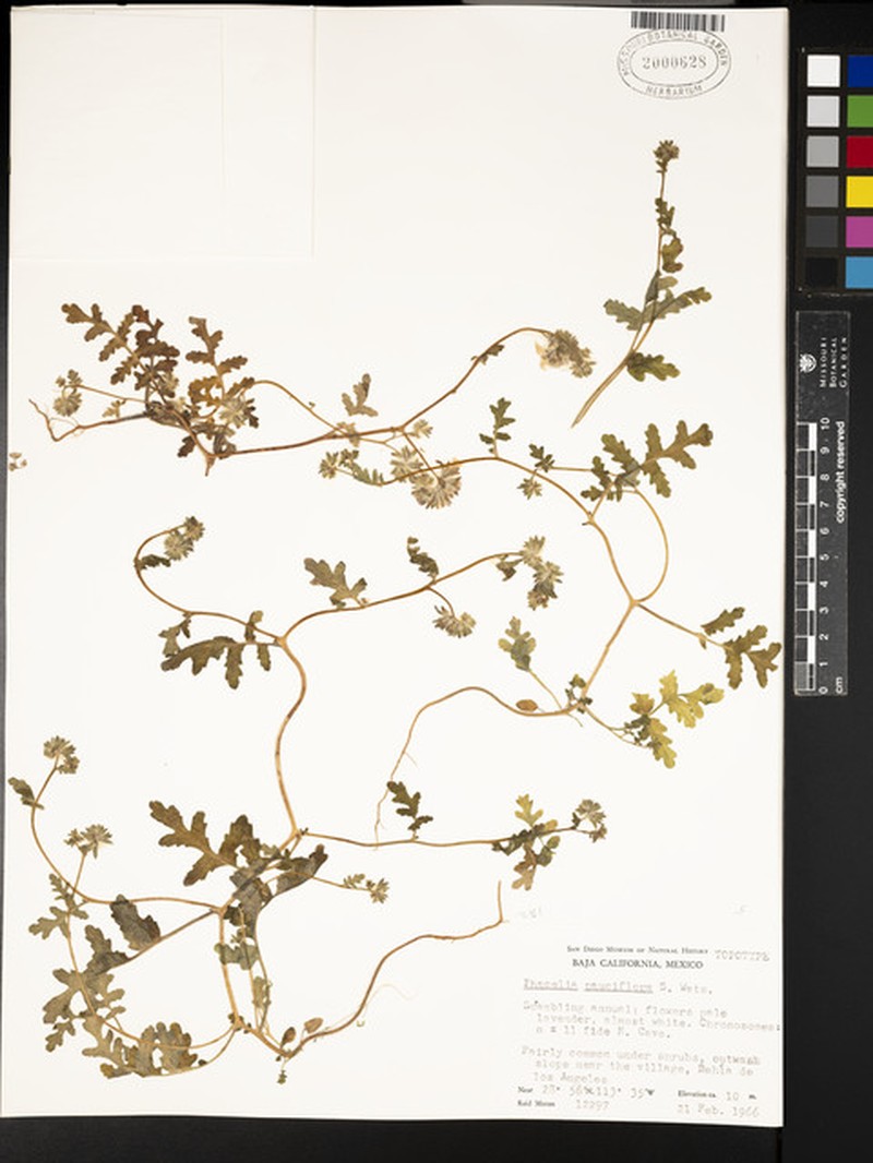 Phacelia pauciflora photo 8