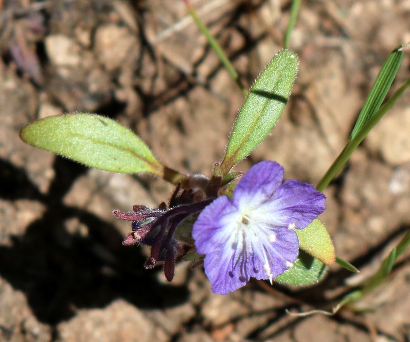 Peck's Phacelia