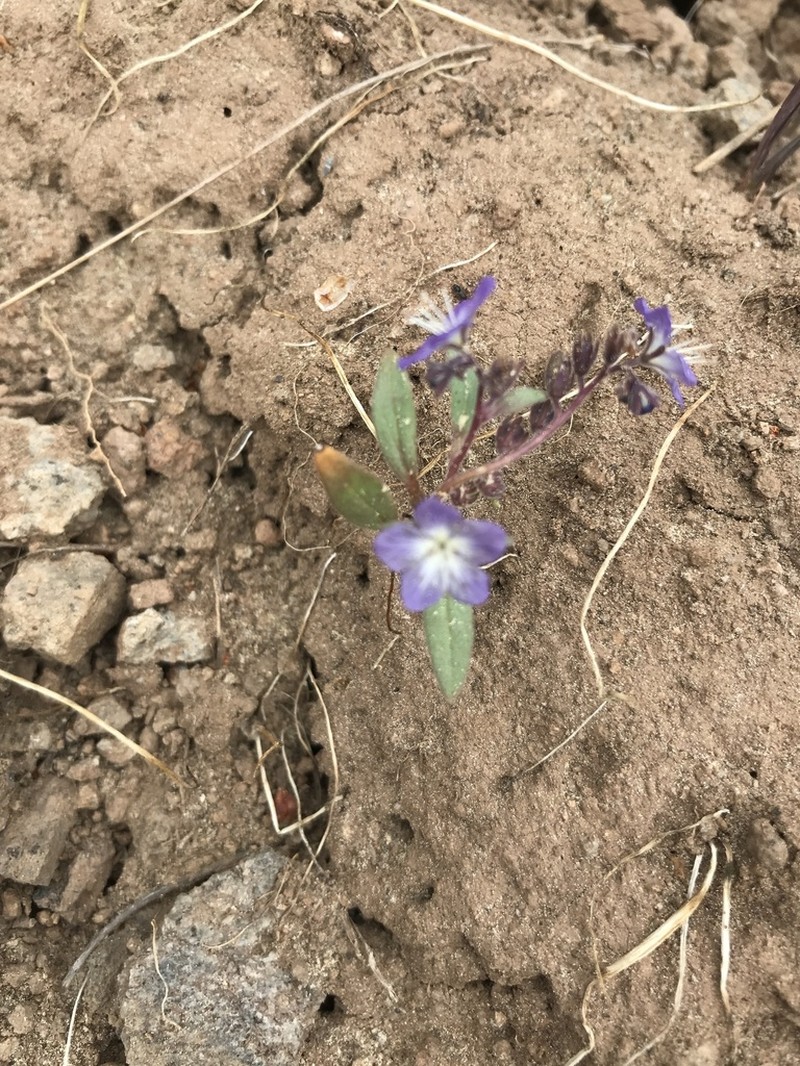 Peck's Phacelia photo 2