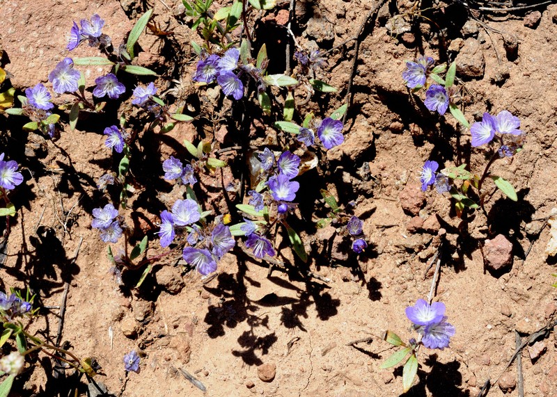 Peck's Phacelia photo 3