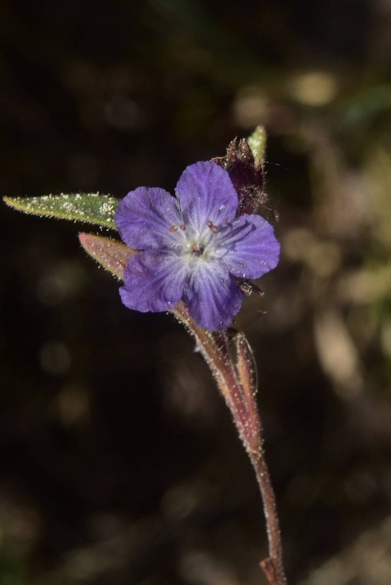 Peck's Phacelia photo 4