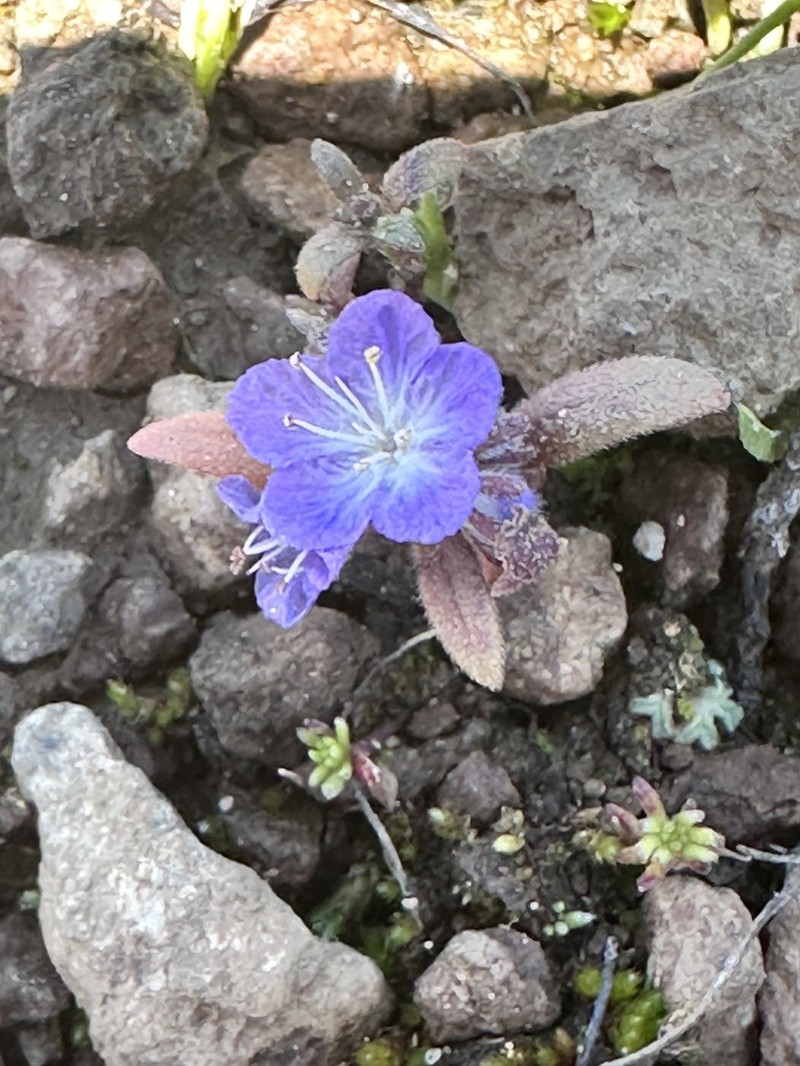 Peck's Phacelia photo 5