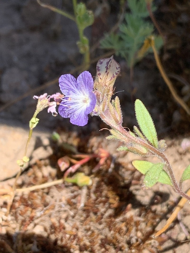 Peck's Phacelia photo 6