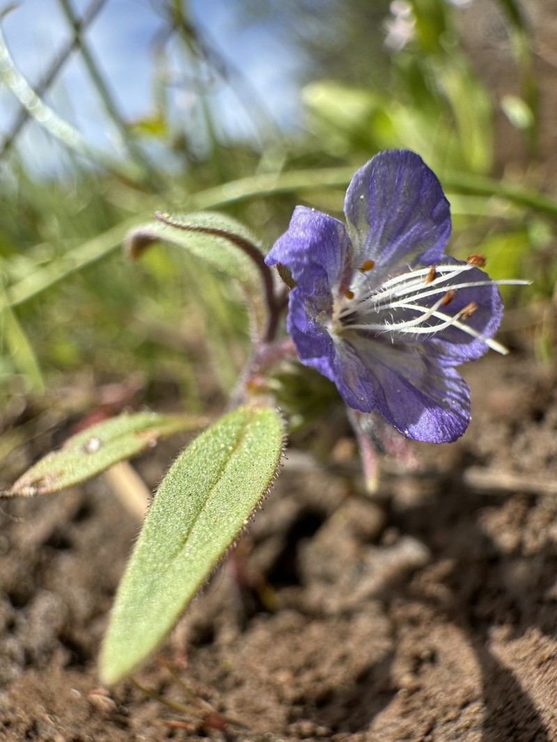 Peck's Phacelia photo 7