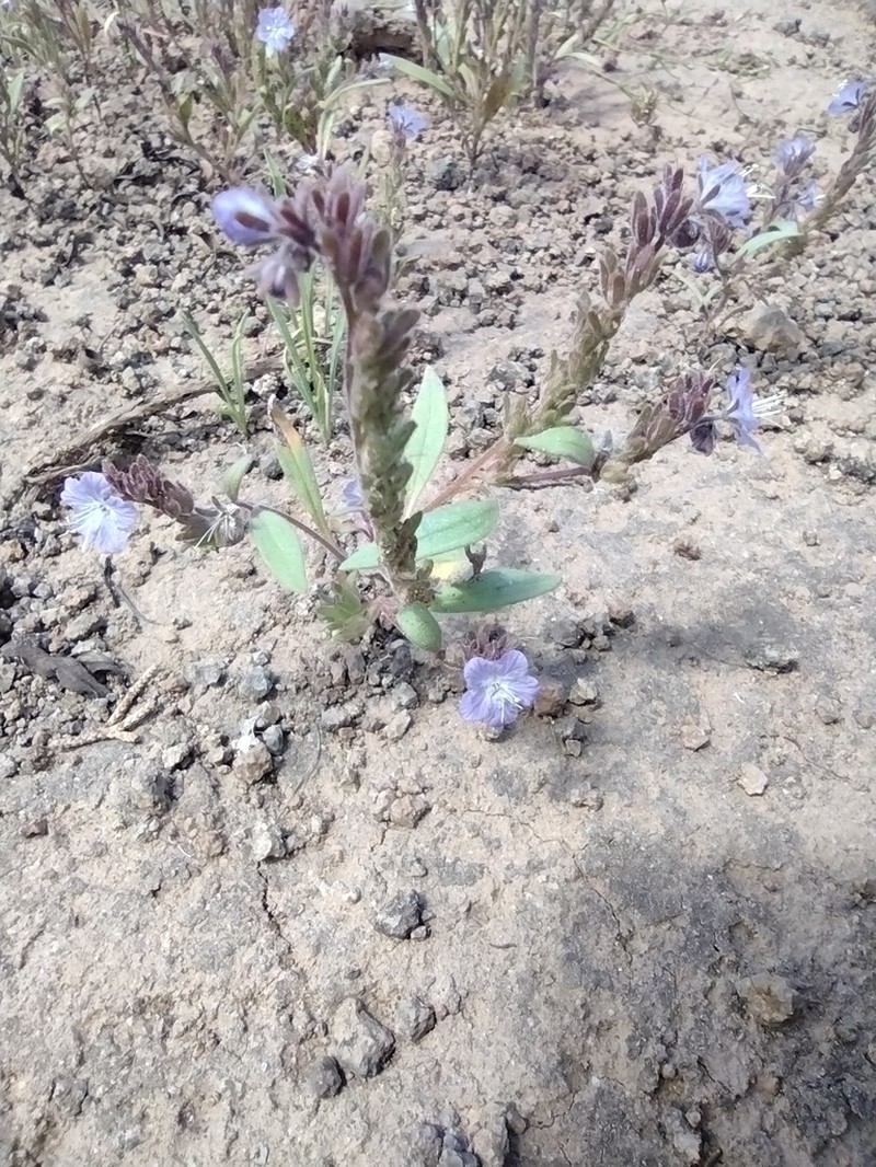 Peck's Phacelia photo 8