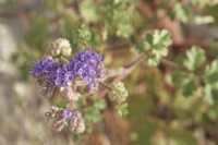 Pedicellate Phacelia