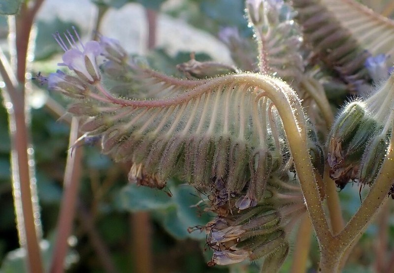 Pedicellate Phacelia photo 2