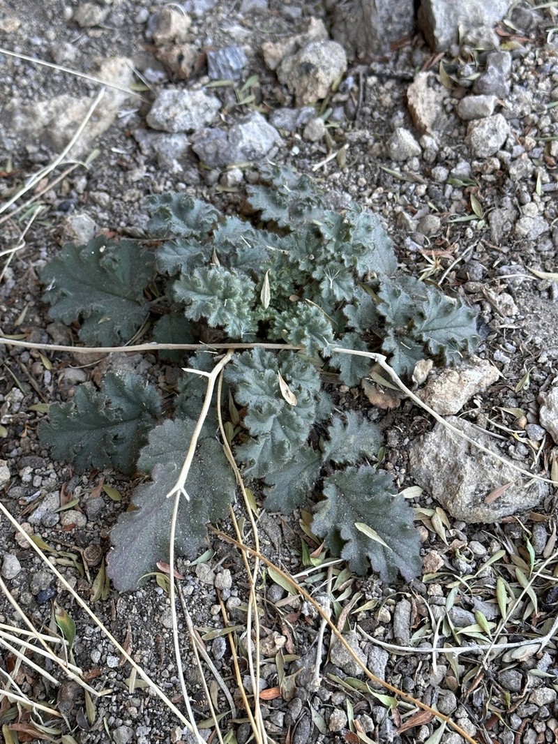 Pedicellate Phacelia photo 3