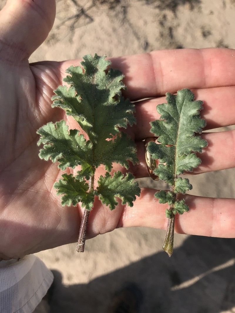 Pedicellate Phacelia photo 4