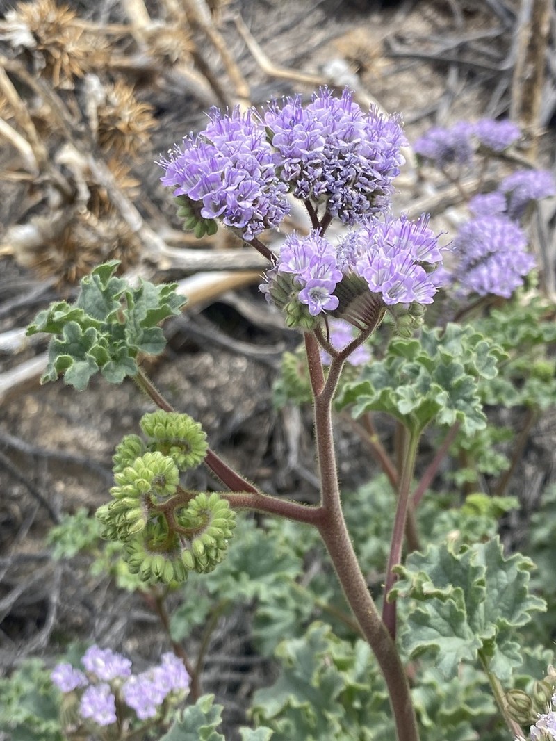 Pedicellate Phacelia photo 5