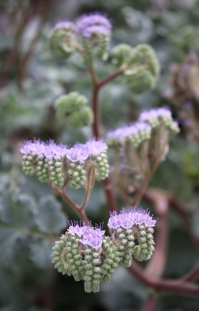 Pedicellate Phacelia photo 6