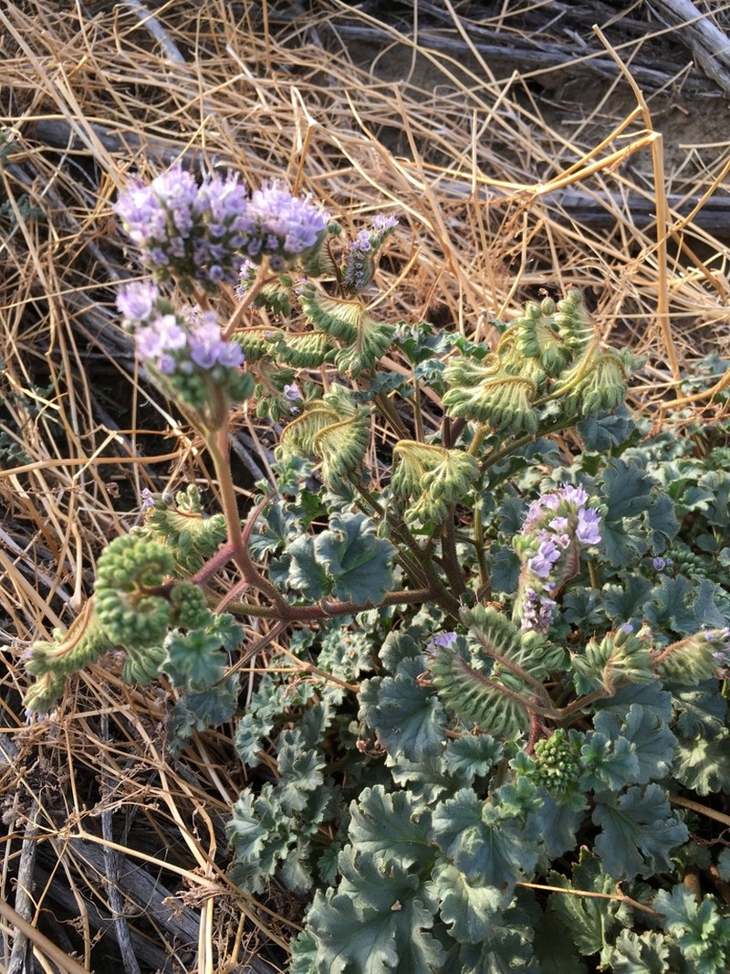 Pedicellate Phacelia photo 7