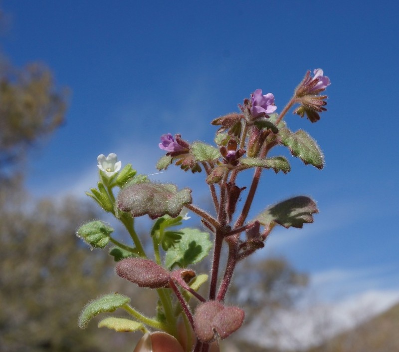 Handsome Phacelia