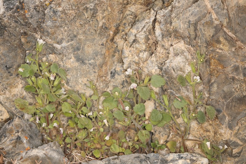 Handsome Phacelia photo 2