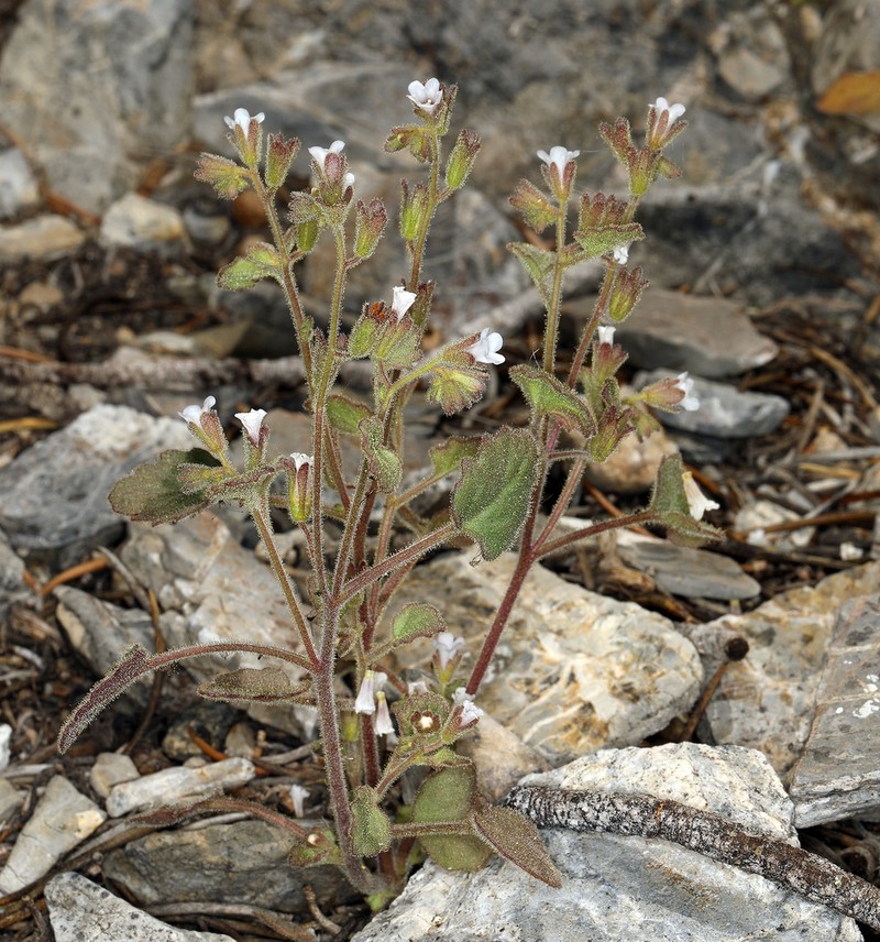 Handsome Phacelia photo 3