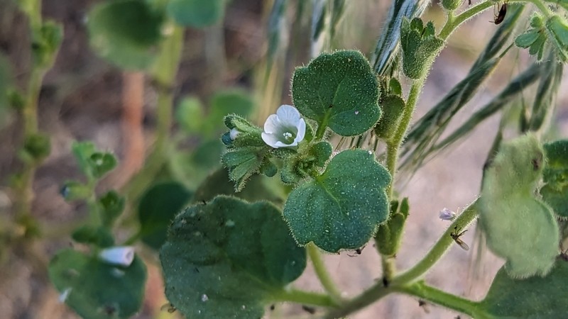 Handsome Phacelia photo 5