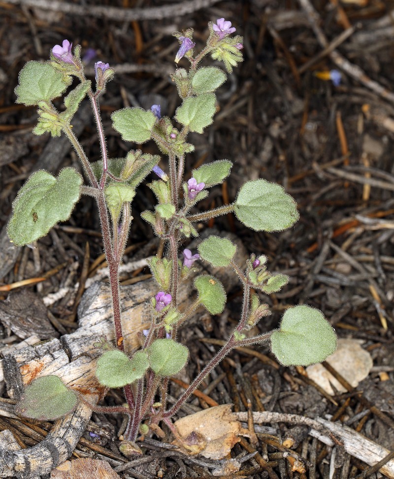 Handsome Phacelia photo 6