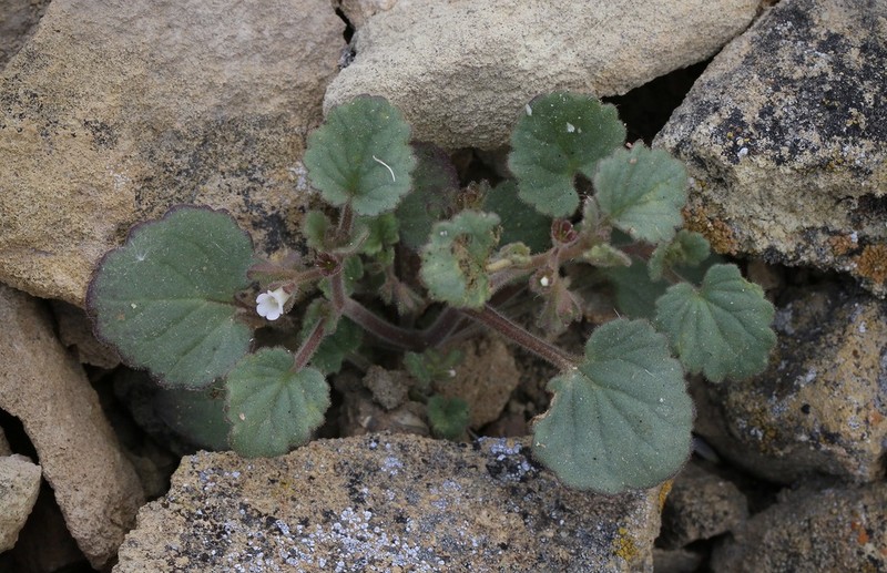 Handsome Phacelia photo 7