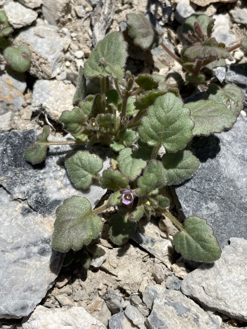 Handsome Phacelia photo 8