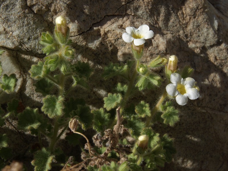 Panamint Phacelia