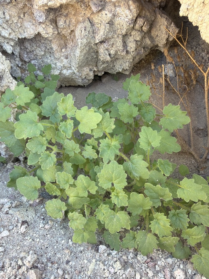 Panamint Phacelia