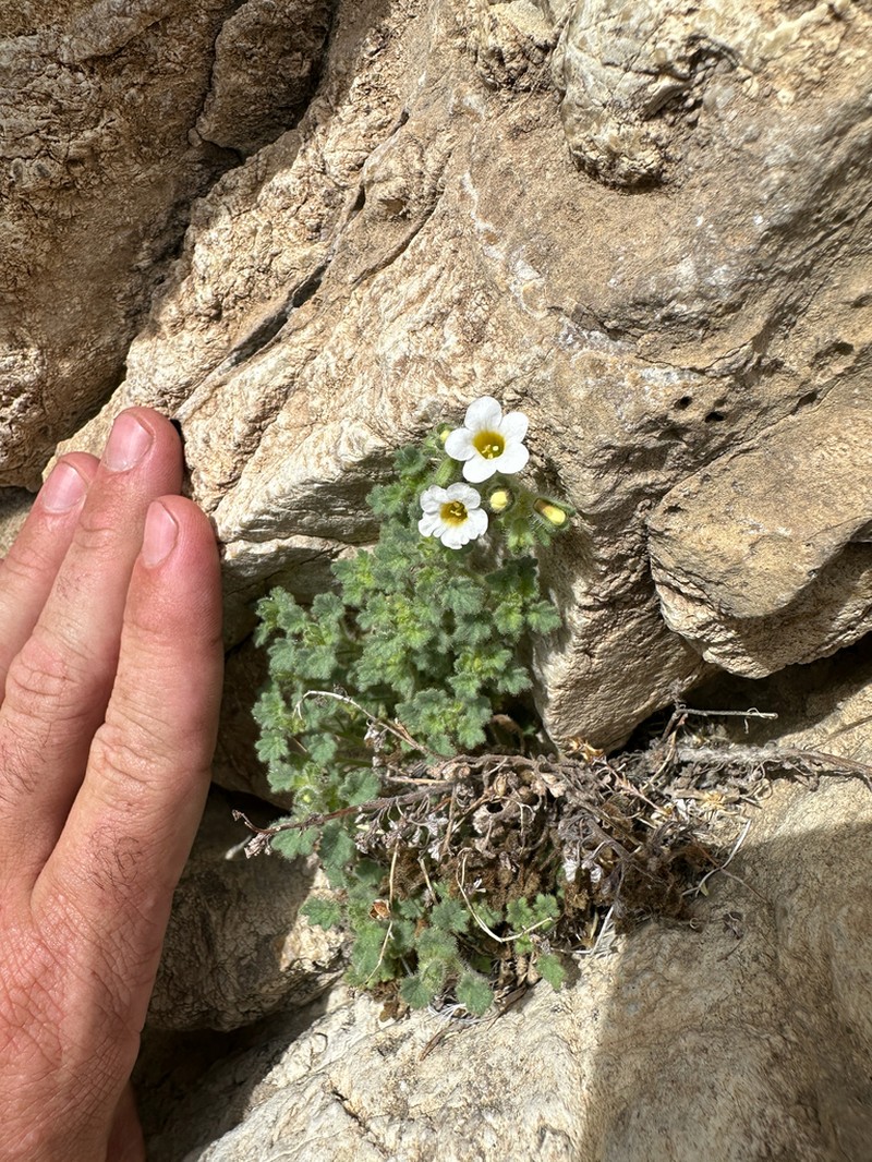 Panamint Phacelia photo 2