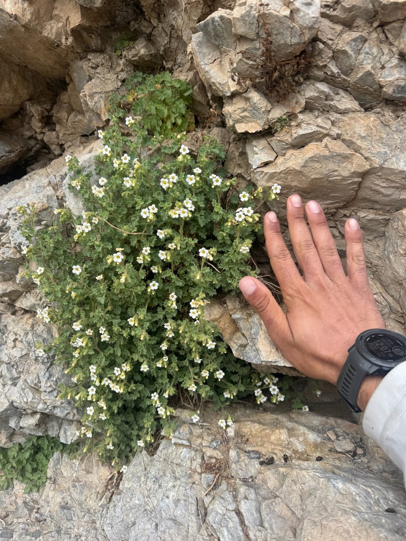 Panamint Phacelia photo 3