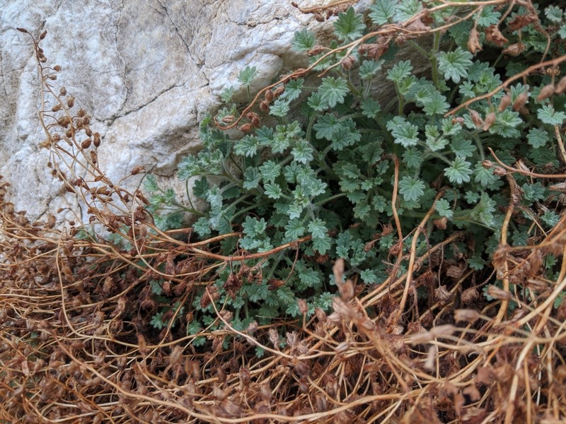 Panamint Phacelia photo 4