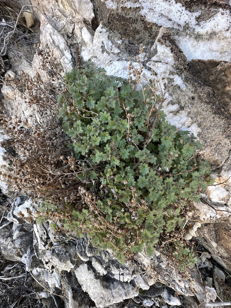 Panamint Phacelia photo 5