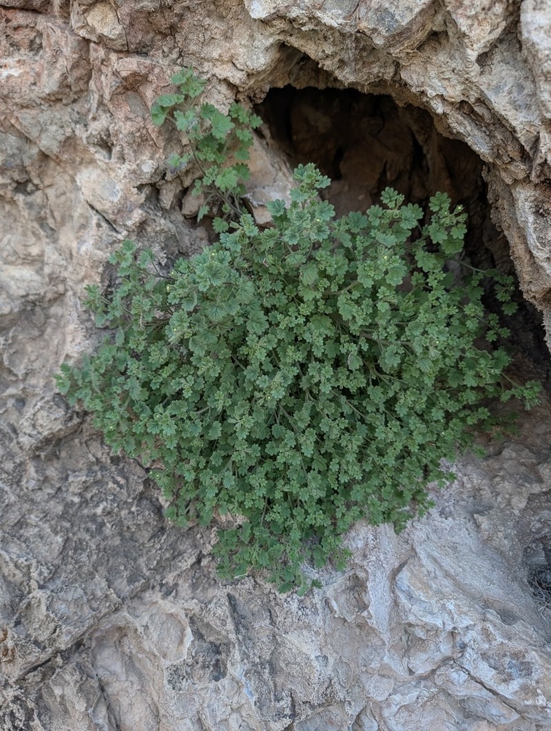 Panamint Phacelia photo 6