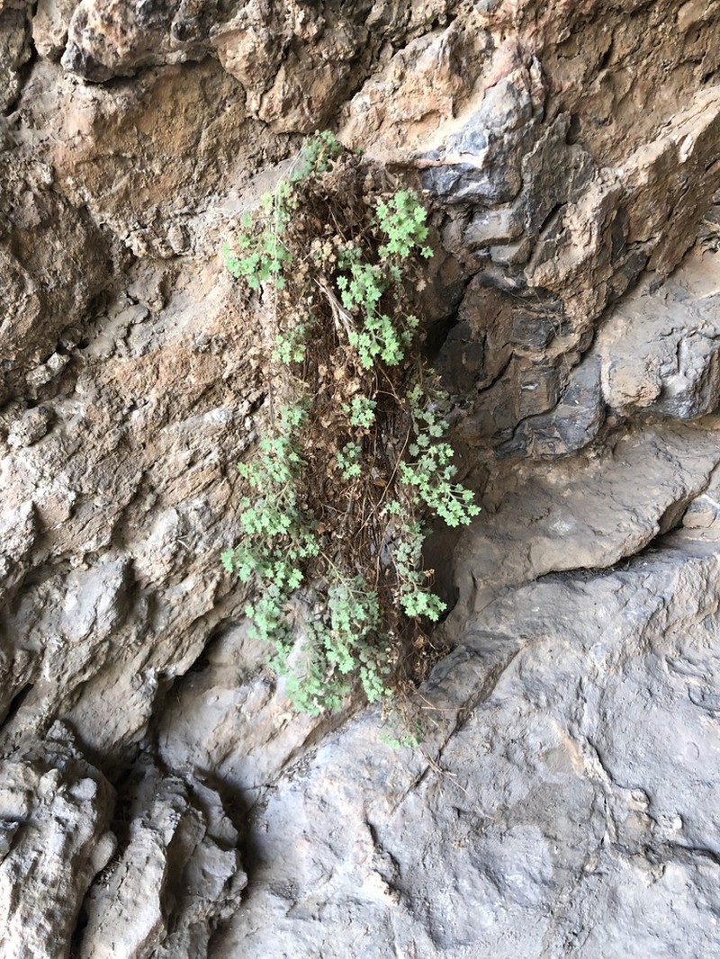 Panamint Phacelia photo 8