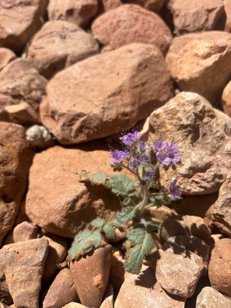 Phacelia petrosa photo 3