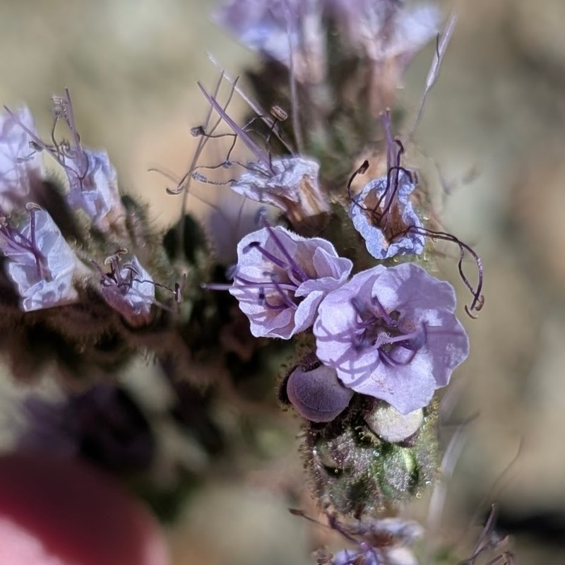 Phacelia petrosa photo 4