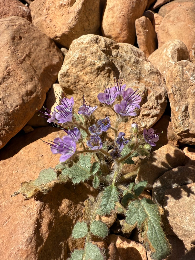 Phacelia petrosa photo 5