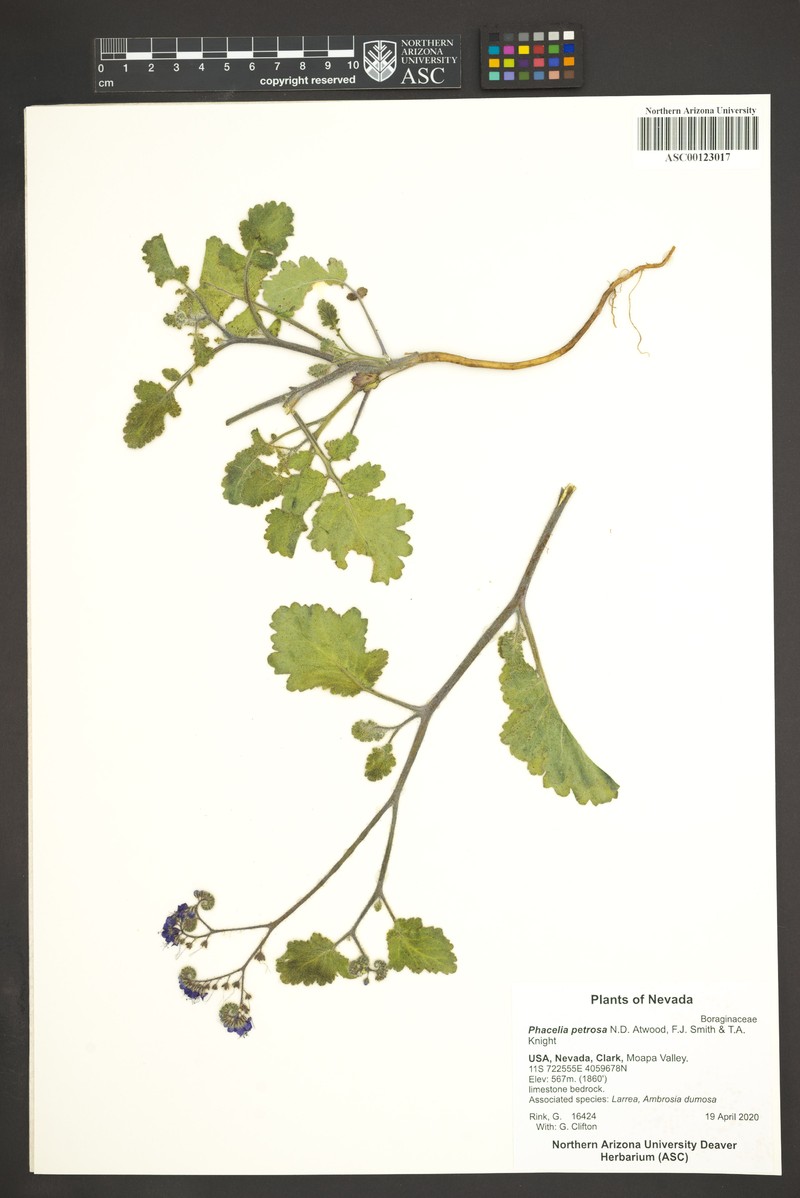 Phacelia petrosa photo 7