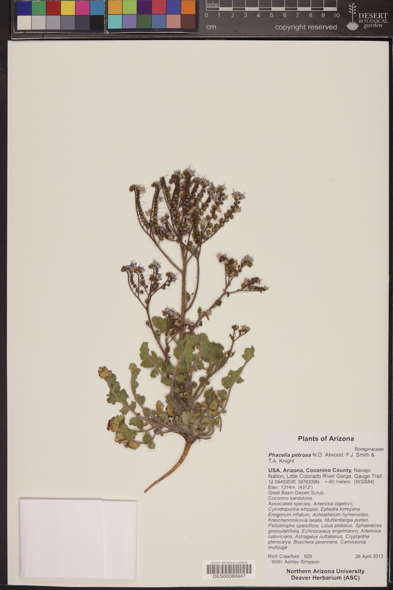 Phacelia petrosa photo 8