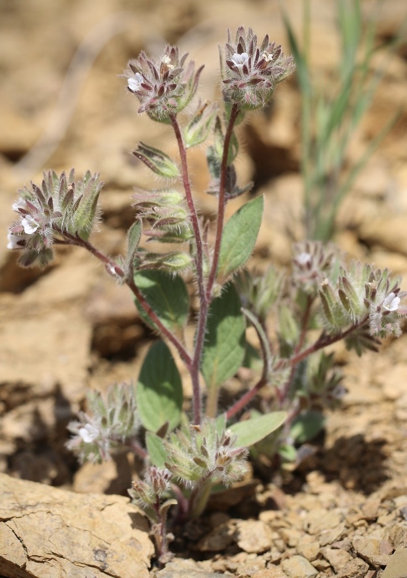 Mt. Diablo Phacelia