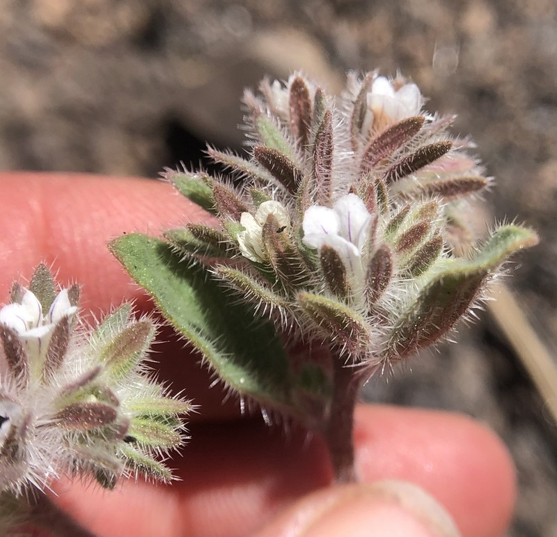 Mt. Diablo Phacelia photo 2