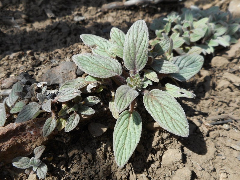 Mt. Diablo Phacelia photo 3